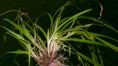 Carex cumberlandensis
