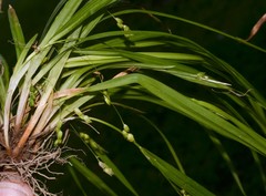 Carex cumberlandensis