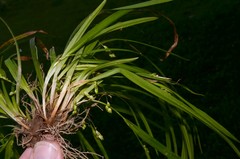 Carex cumberlandensis