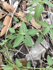 Opercularia hispida