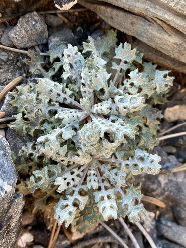 Packera multilobata (Torr. & A.Gray ex A.Gray) W.A.Weber & Á.Löve