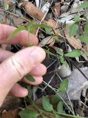 Opercularia hispida