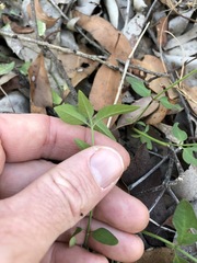 Opercularia hispida