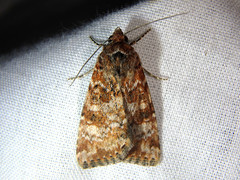 Heliothis punctifera