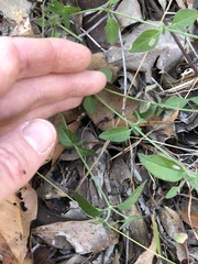 Opercularia hispida
