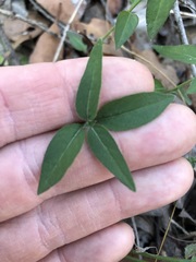 Opercularia hispida