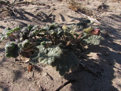 Proboscidea louisianica fragrans