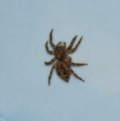 Salticidae
