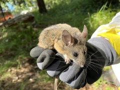 Peromyscus californicus