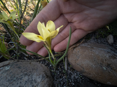 Moraea tricolor