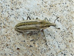 Scaphomorphus