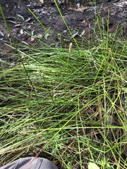 Eleocharis dulcis