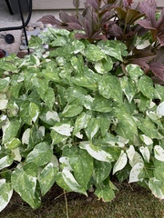 Epimedium