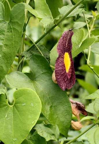 Aristolochia odoratissima image