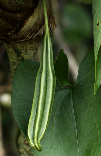 Aristolochia odoratissima image