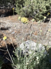 Hymenopappus filifolius eriopodus