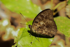 Bebearia abesa