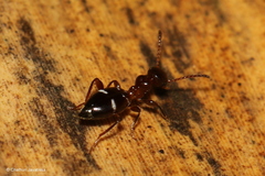 Anthelephila imperatrix