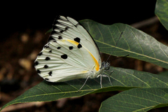 Belenois sudanensis