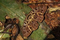 Catuna oberthueri
