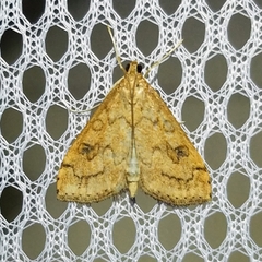 Udea profundalis