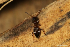 Anthelephila imperatrix