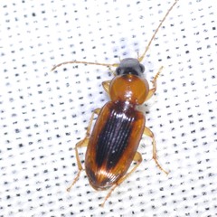 Stenolophus dissimilis