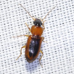 Stenolophus dissimilis