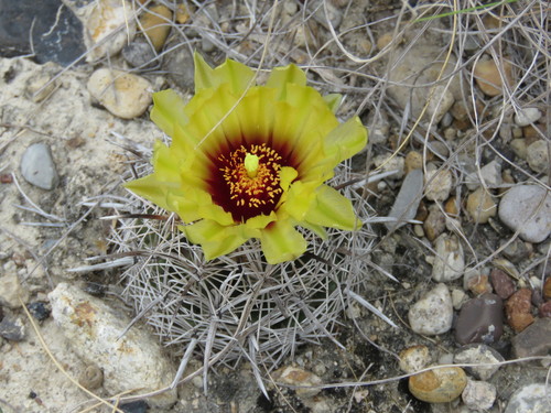 Coryphantha salinensis (Coryphantha salinensis)