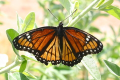 Limenitis archippus