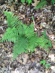 Dennstaedtia punctilobula