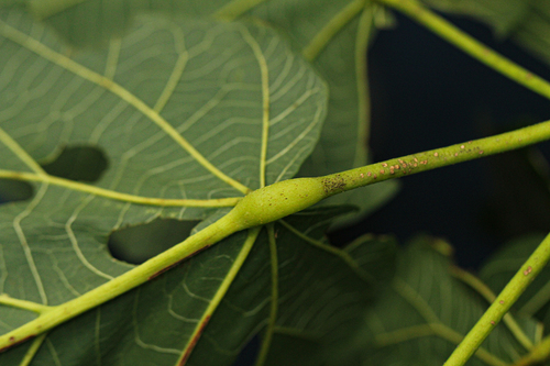 Sterculia dawei Sprague 2