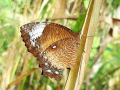 Elymnias hypermnestra hypermnestra