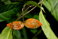 Tabernaemontana inconspicua