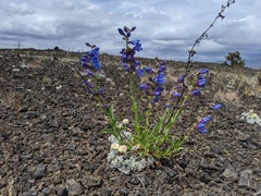 Penstemon cyaneus