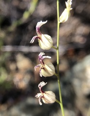 Streptanthus glandulosus secundus