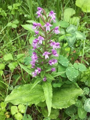 Galearis camtschatica