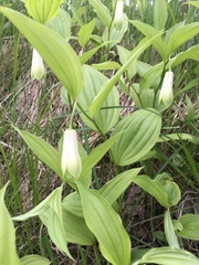 Disporum sessile