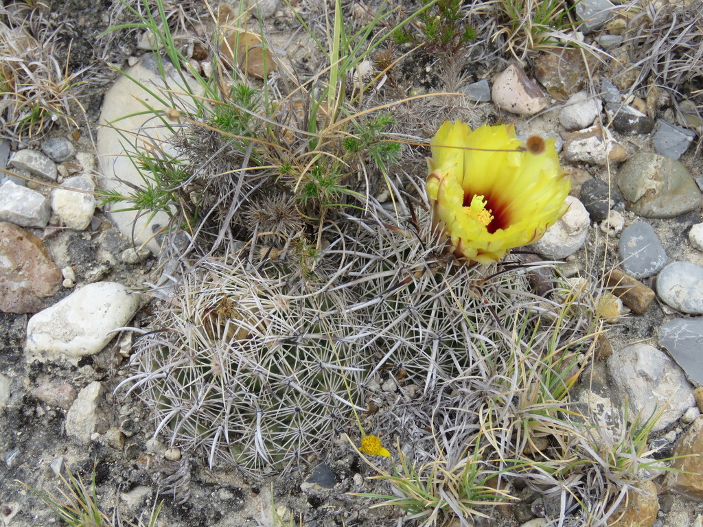 Coryphantha salinensis, Anáhuac, N.L., México