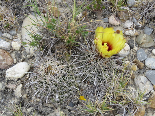 Coryphantha salinensis