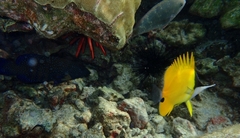 Forcipiger longirostris