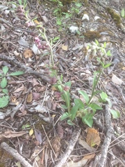 Epipactis atrorubens