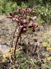 Lomatium macrocarpum