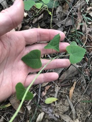 Echinostephia aculeata