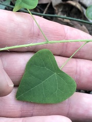 Echinostephia aculeata