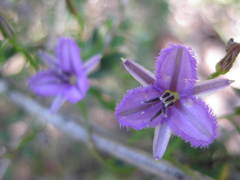 Thysanotus manglesianus