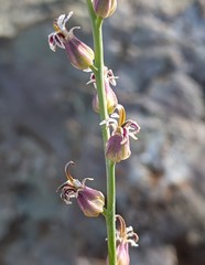 Streptanthus brachiatus