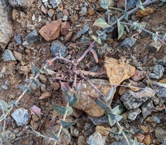 Streptanthus brachiatus