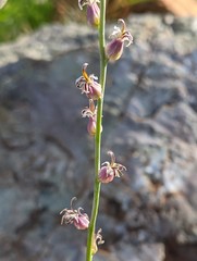Streptanthus brachiatus