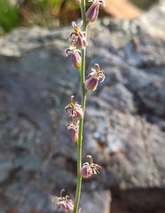 Streptanthus brachiatus